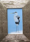 heron