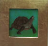 brown tortise